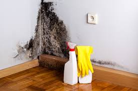 Biohazard Mold Removal in Anna, IL